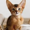 Kattkalender 2027