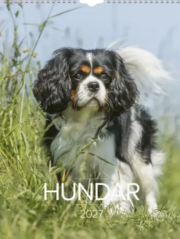 Stora Hundkalendern 2027