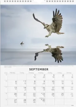 Väggkalender Fåglar 2027