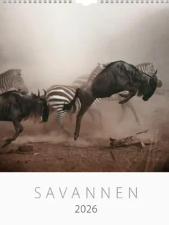 Väggkalender Savannen 2026