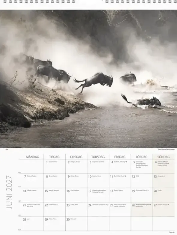 Väggkalender Savannen 2027